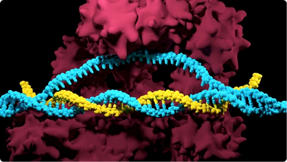 Precision Gene Editing Tools