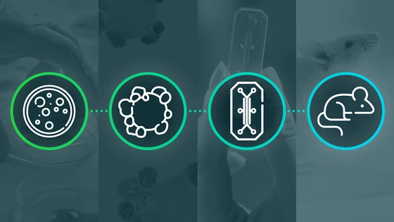 Advances in CRISPR Disease Modeling: Cells, Organoids, Animals, and More