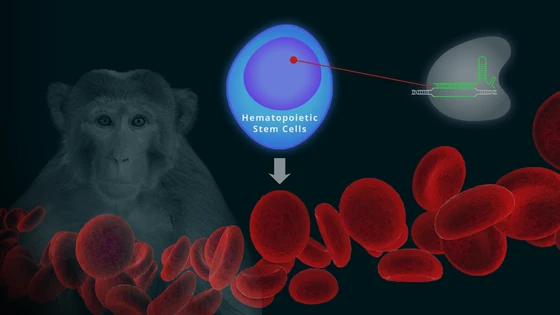 CRISPR-Based Gene Therapy for Blood Disorders Shows Promising Results in Monkeys