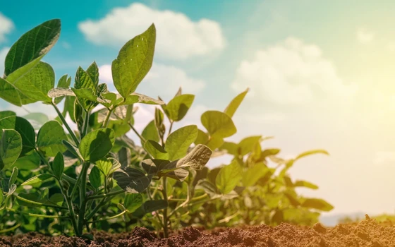 To Label or Not to Label Genetically Modified Food?