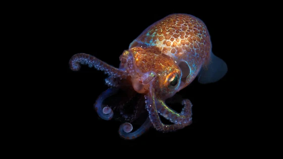CRISPR'd Animals: Uncommon Model Organisms in Genetic Research