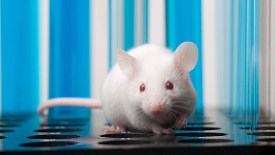CRISPR in Mouse Models: Uncovering New Disease Therapies