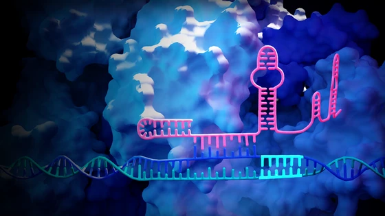 Engineered RNA Hairpins Improve CRISPR Specificity by 50-Fold