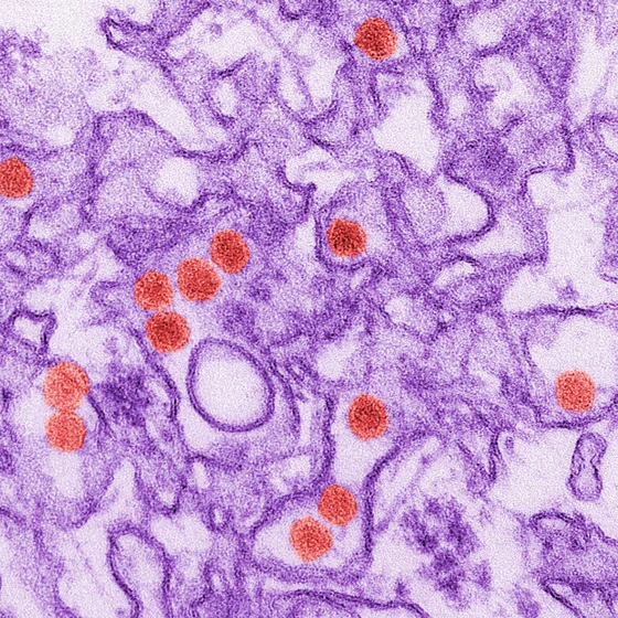 What Can CRISPR Do to Help in the Fight Against Zika Virus?