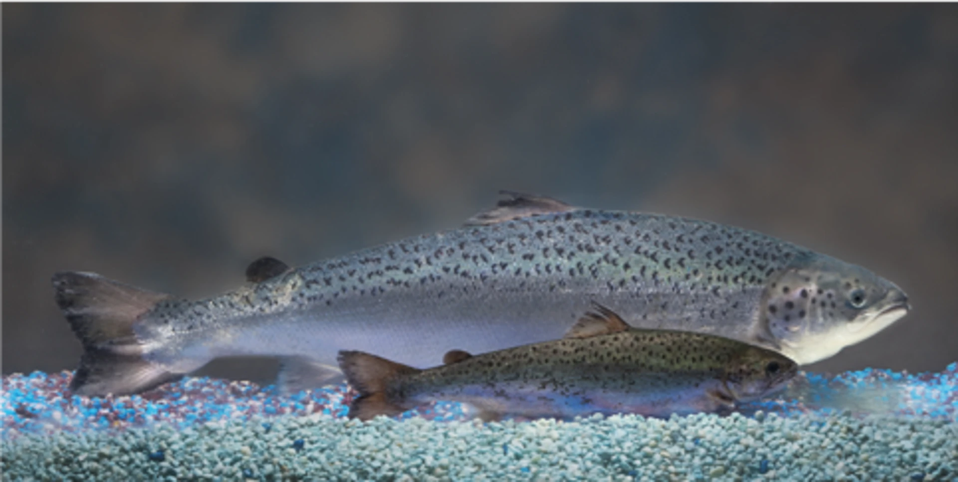 AquaBounty